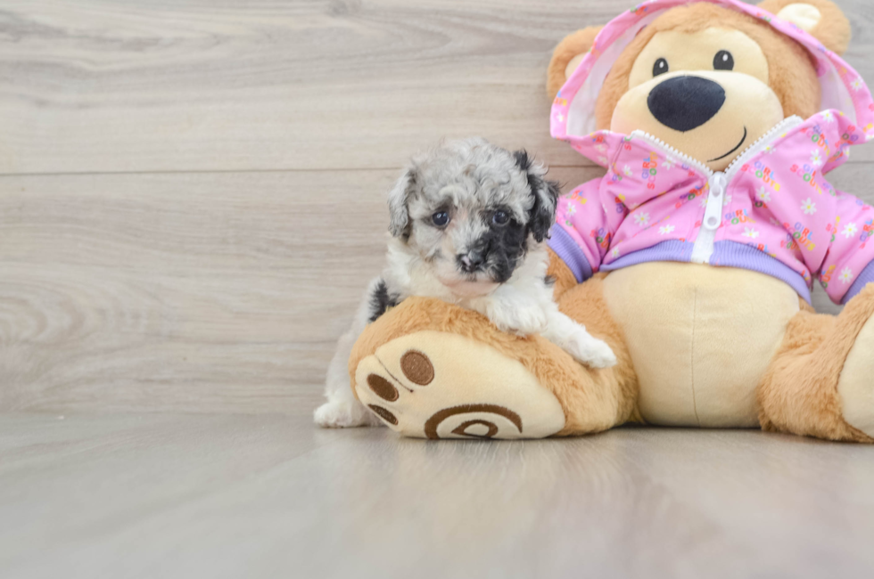 5 week old Poodle Puppy For Sale - Premier Pups
