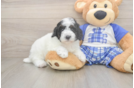 Smart Caniche Purebred Puppy