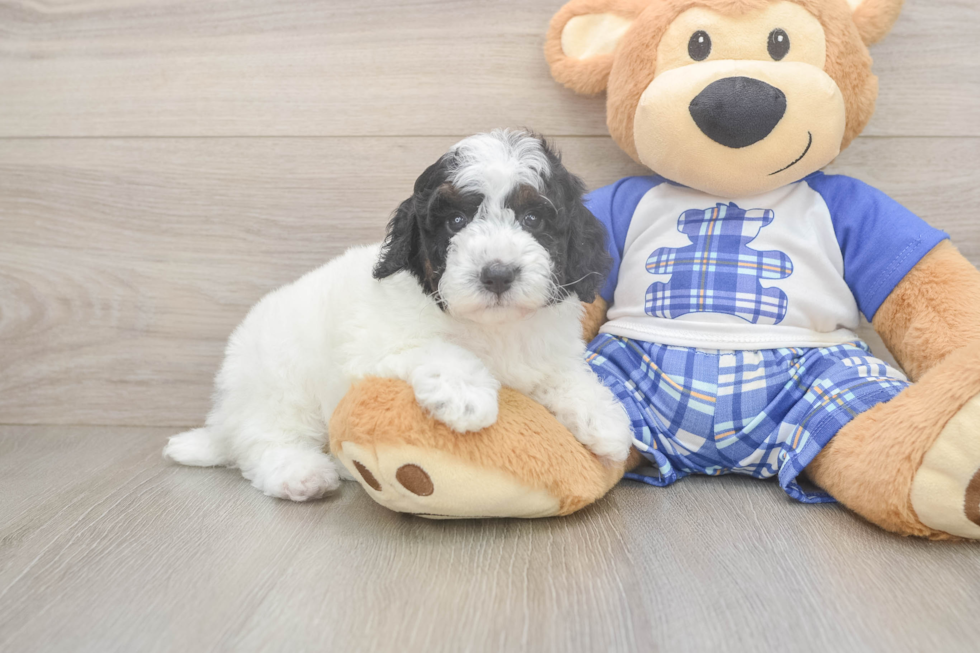 Smart Caniche Purebred Puppy