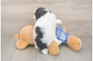 Poodle Puppy for Adoption
