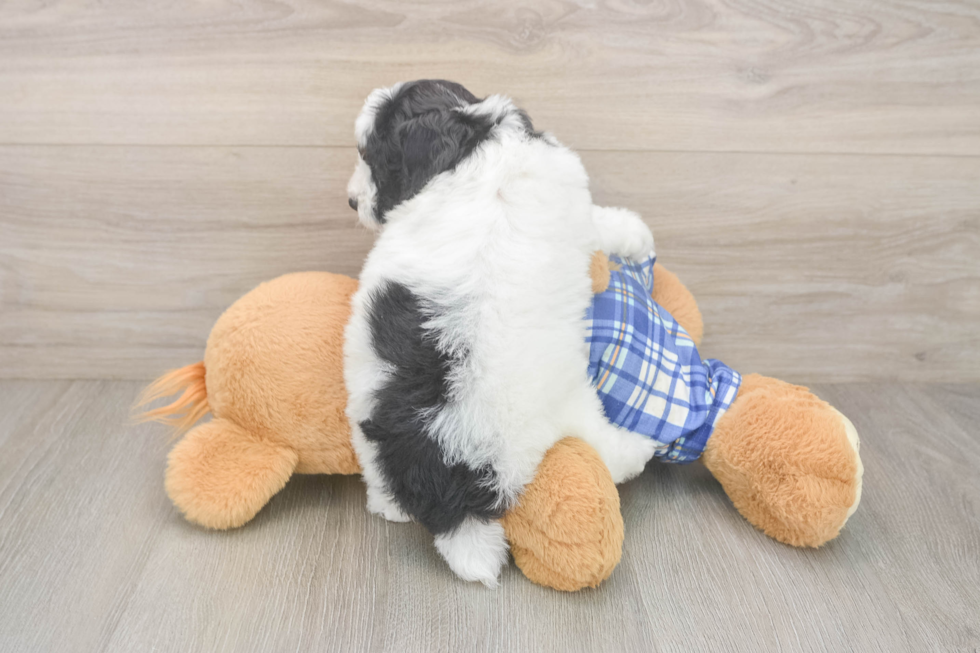 Poodle Puppy for Adoption