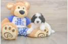 Adorable Caniche Purebred Puppy