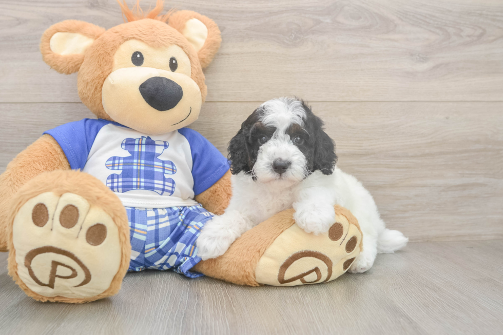 Adorable Caniche Purebred Puppy
