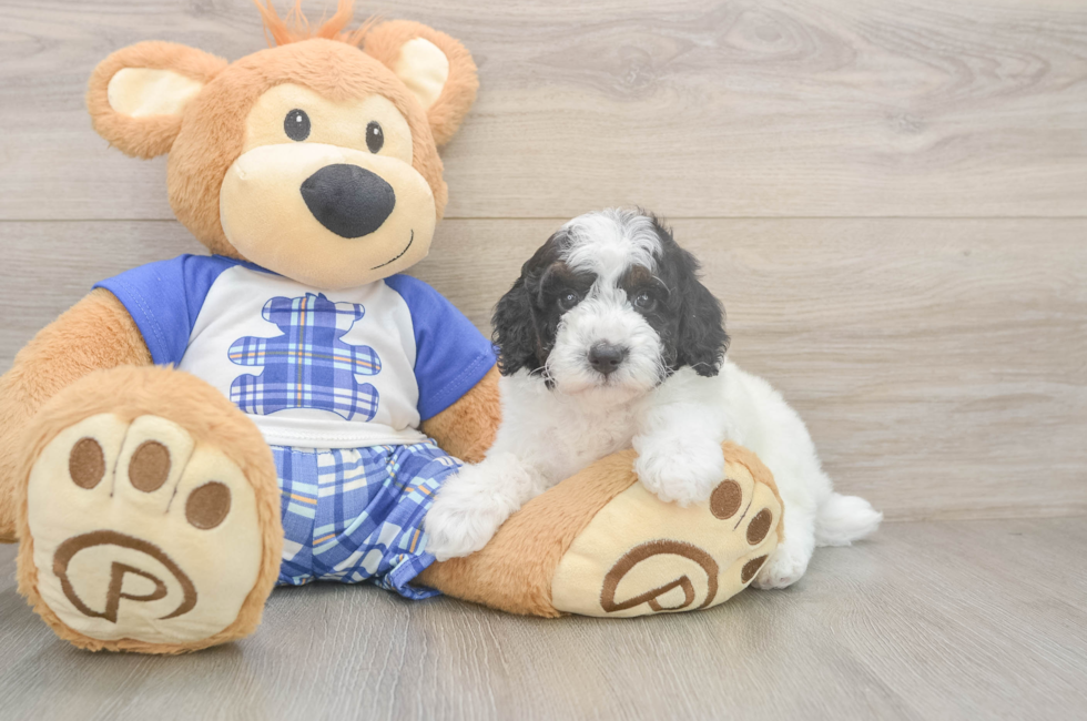 5 week old Poodle Puppy For Sale - Premier Pups