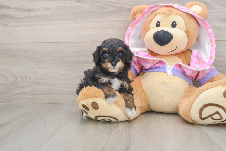 Poodle Pup Being Cute