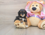 6 week old Poodle Puppy For Sale - Premier Pups