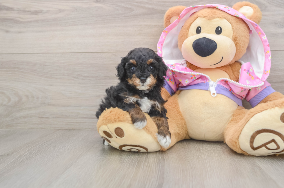 5 week old Poodle Puppy For Sale - Premier Pups