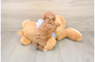 Akc Registered Poodle Purebred Pup