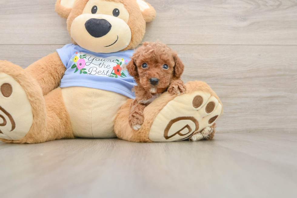 Friendly Poodle Baby