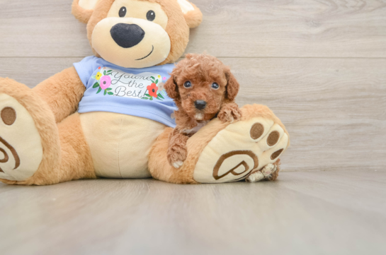 Friendly Poodle Baby