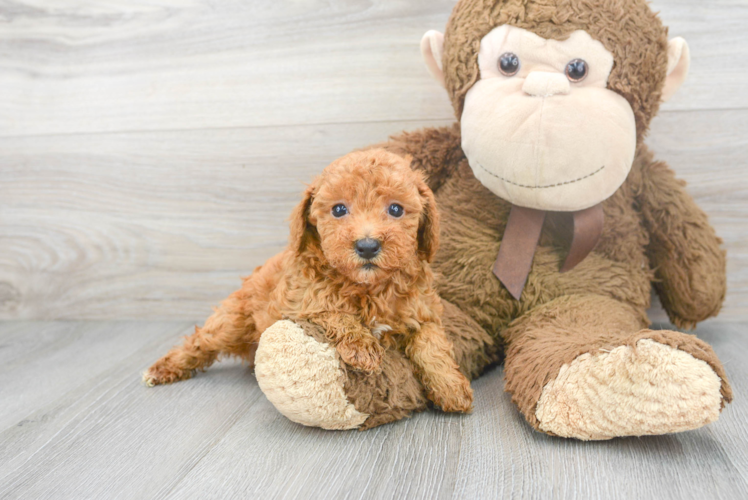 Poodle Pup Being Cute