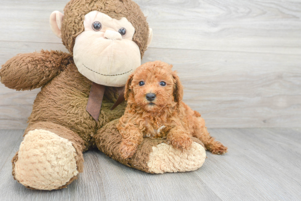 Poodle Pup Being Cute