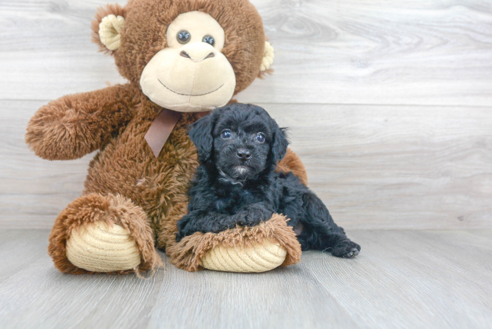 Friendly Poodle Baby