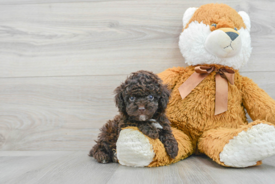 Friendly Poodle Purebred Pup