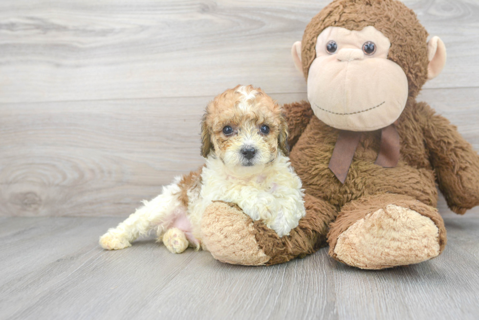 Fluffy Pudle Purebred Puppy