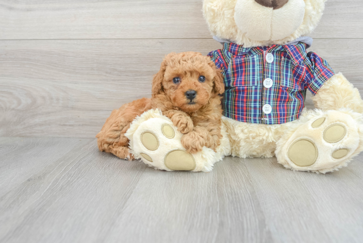 Friendly Poodle Baby