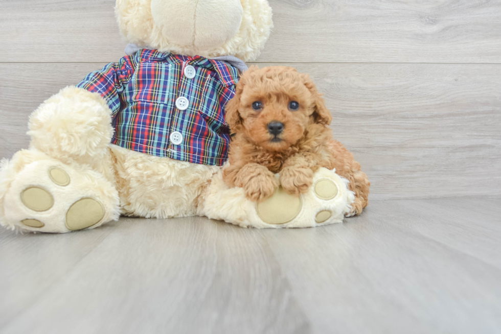 Hypoallergenic Poodle Baby