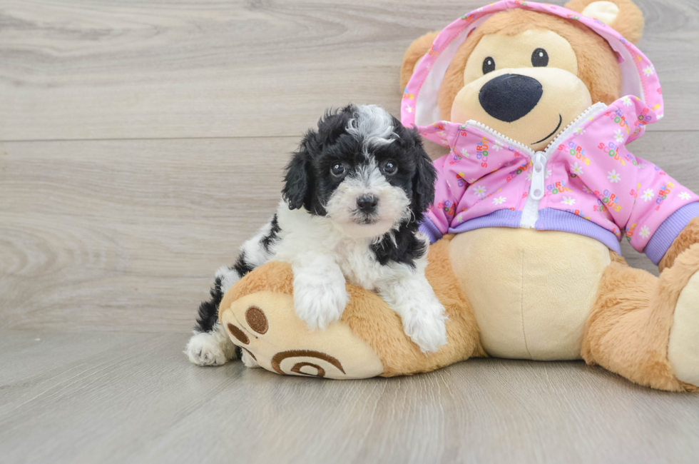 5 week old Poodle Puppy For Sale - Premier Pups