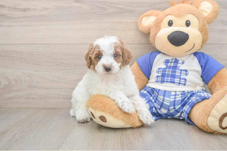 Poodle Puppy for Adoption