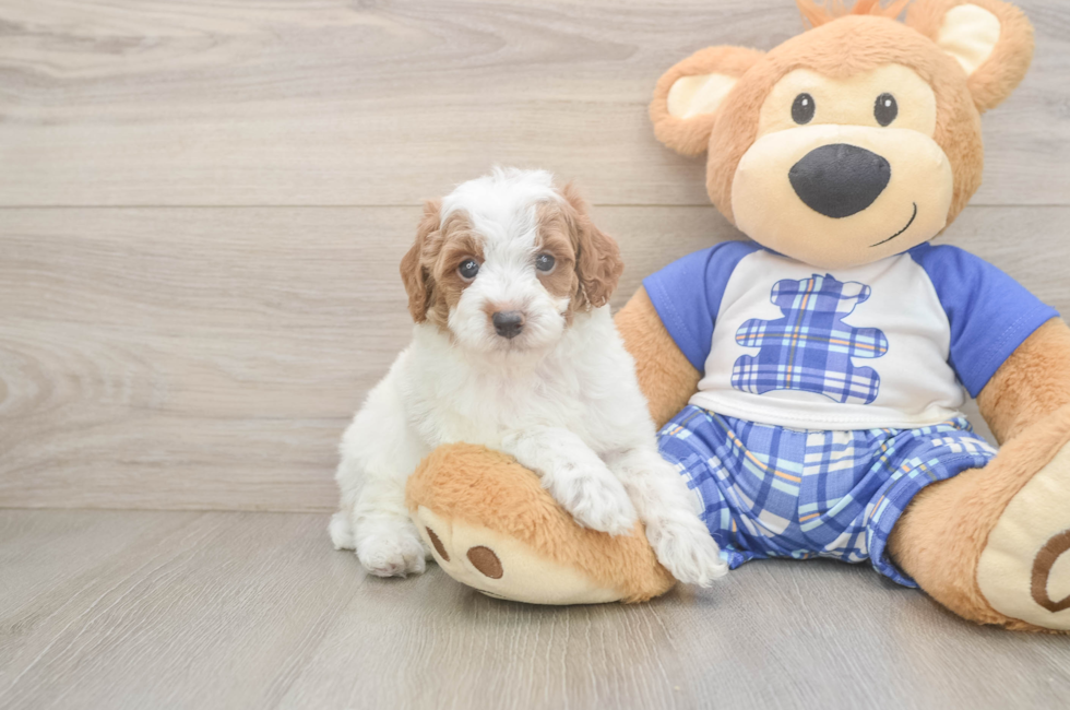 5 week old Poodle Puppy For Sale - Premier Pups