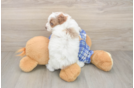 Fluffy Pudle Purebred Puppy