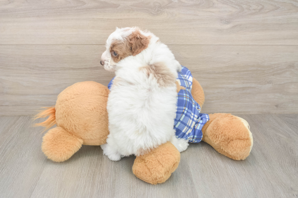 Fluffy Pudle Purebred Puppy