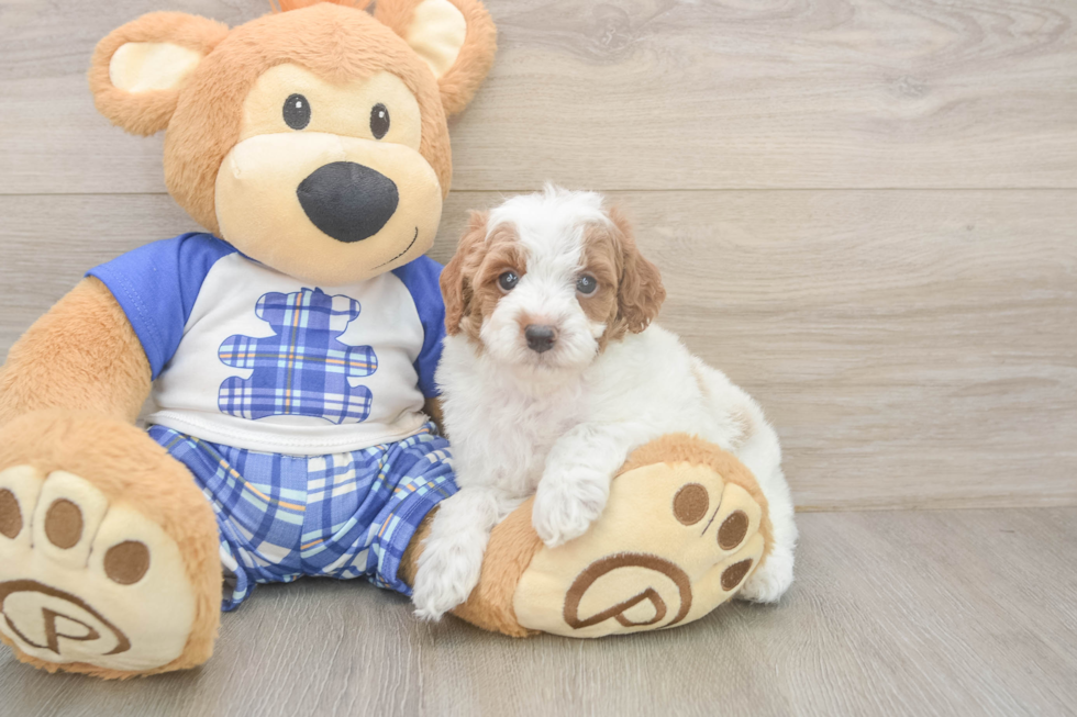Petite Pudle Purebred Puppy