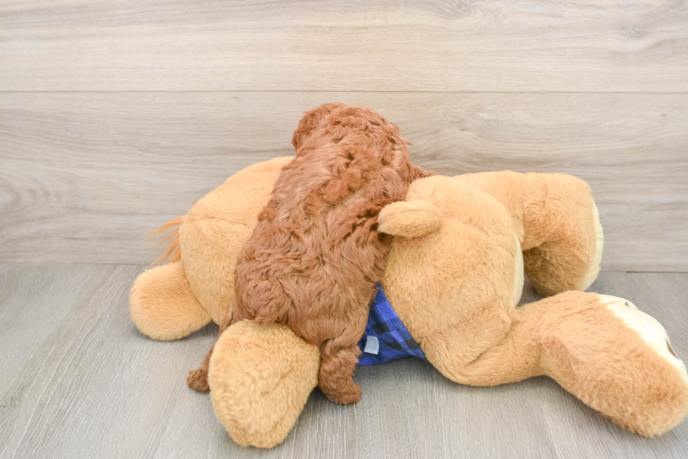 Poodle Puppy for Adoption