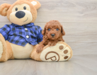 7 week old Poodle Puppy For Sale - Premier Pups