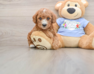 7 week old Poodle Puppy For Sale - Premier Pups