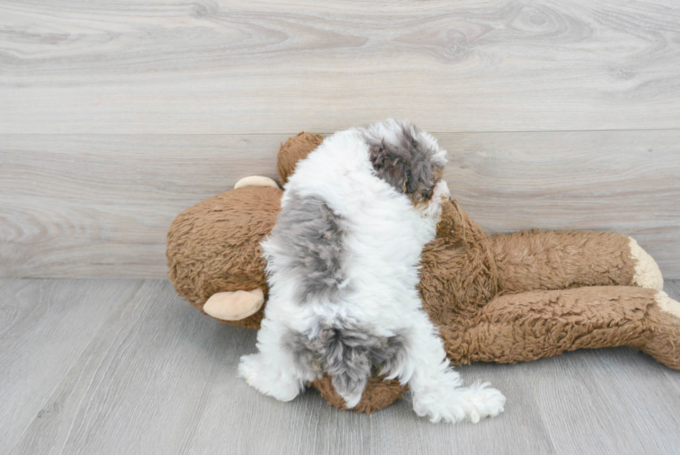 Popular Poodle Purebred Pup