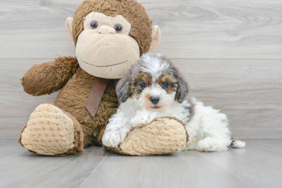 Poodle Pup Being Cute