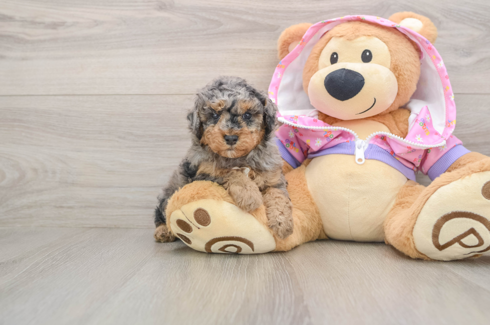 5 week old Poodle Puppy For Sale - Premier Pups