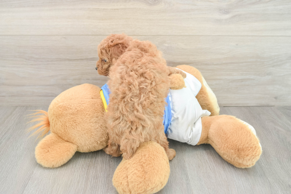 Akc Registered Poodle Baby