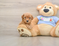 7 week old Poodle Puppy For Sale - Premier Pups