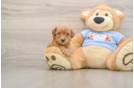 Poodle Puppy for Adoption