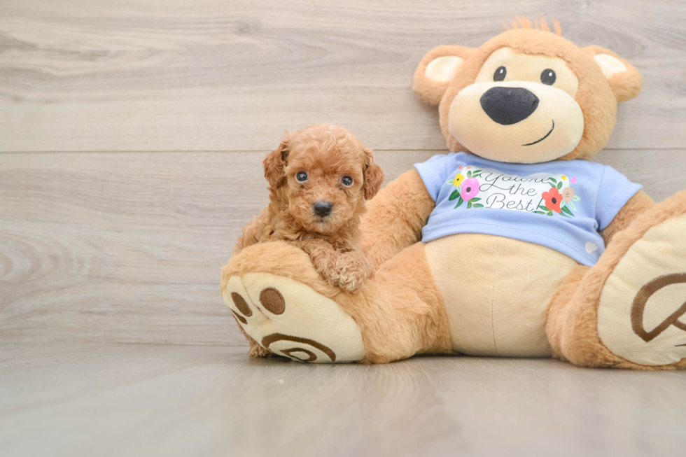 Poodle Puppy for Adoption