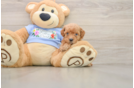 Best Poodle Baby