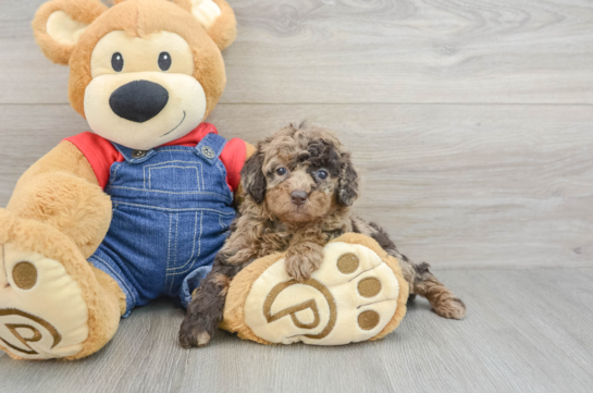 Small Poodle Purebred Pup