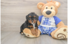 Poodle Puppy for Adoption