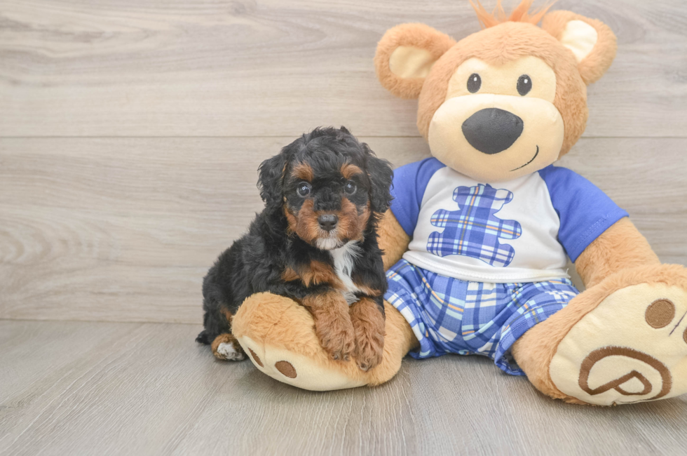 5 week old Poodle Puppy For Sale - Premier Pups
