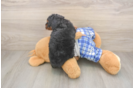 Poodle Pup Being Cute