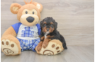 Playful Poodle Purebred Pup