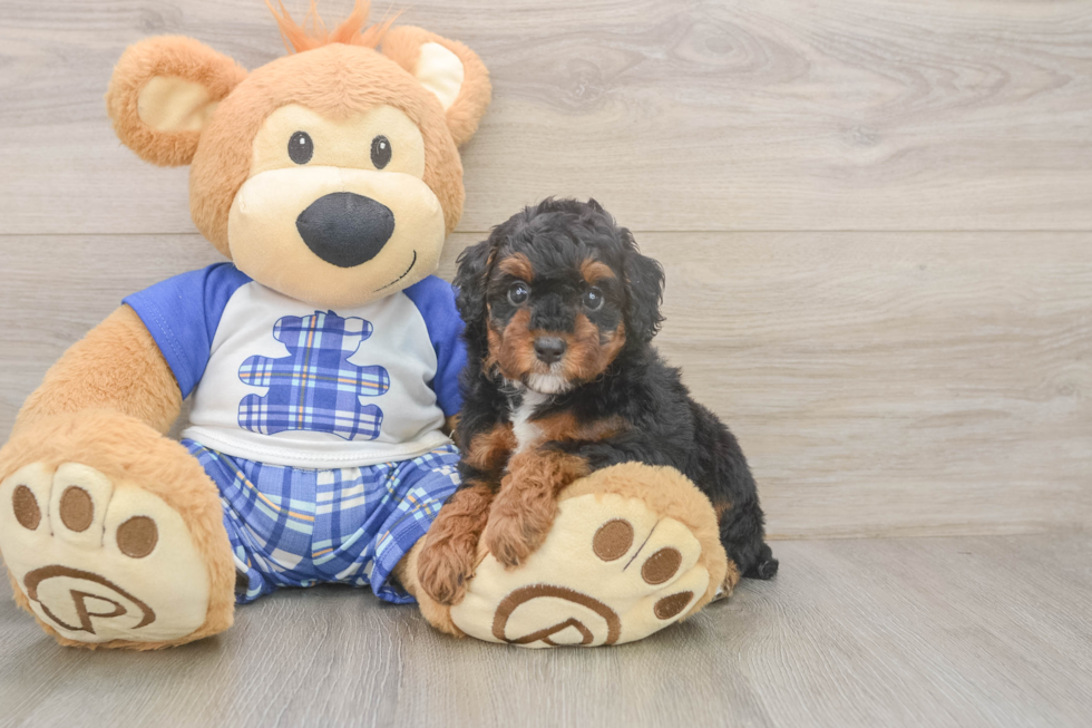 Playful Poodle Purebred Pup