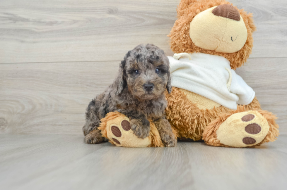 6 week old Poodle Puppy For Sale - Premier Pups