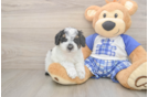 Hypoallergenic Poodle Purebred Pup