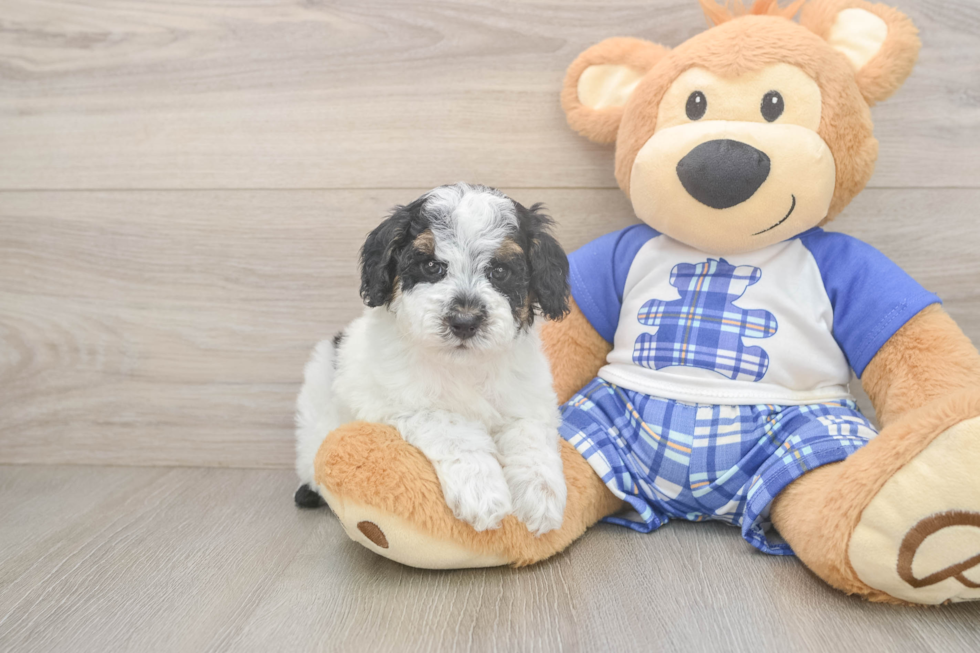 Hypoallergenic Poodle Purebred Pup