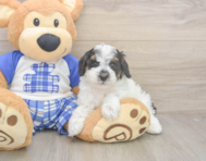 8 week old Poodle Puppy For Sale - Premier Pups