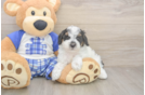 Sweet Pudle Purebred Puppy