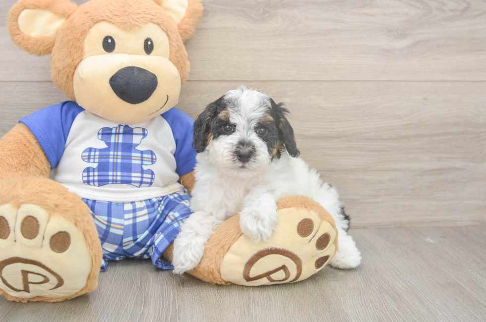 5 week old Poodle Puppy For Sale - Premier Pups